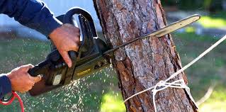 How Our Tree Care Process Works  in  Gordon, GA