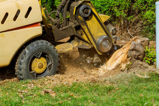 How Our Tree Care Process Works  in  Gordon, GA