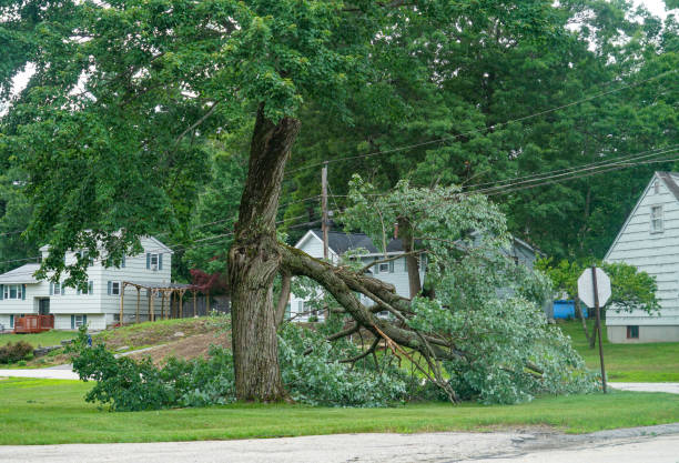 Leaf Removal in Gordon, GA