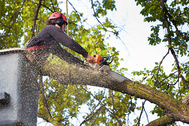 Professional Tree Services in Gordon, GA